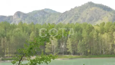 Золотые горы Алтая - фото 3