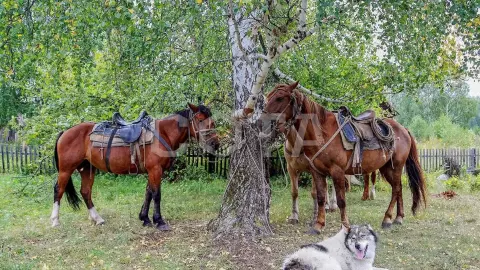 Конный тур к подножию легендарной горы Белуха (эконом) - фото 5