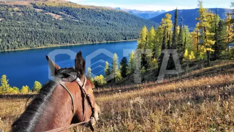 Конный тур по Горному Алтаю Тальменное озеро - фото 3