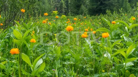 Алтай "Золотое кольцо" налегке с проживанием в палатках - фото 3