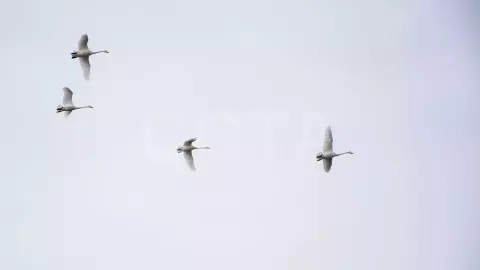 Экскурсия на Лебединое озеро. - фото 2