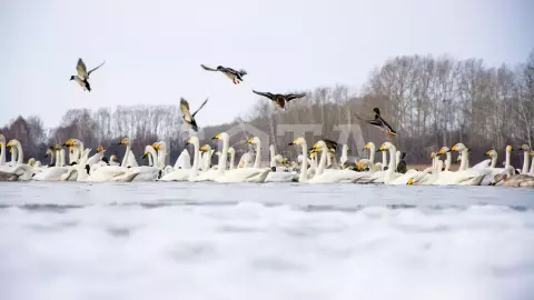 Экскурсия на Лебединое озеро. - фото 1